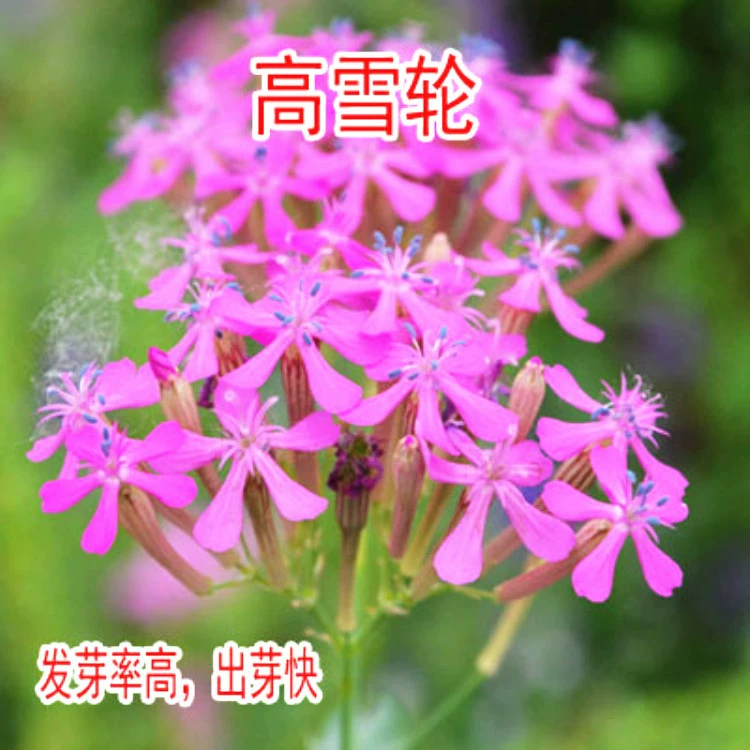 Недавно подобранные высокие семена Шарон семена цветов красоты трава карлик Снеговик семена цветов имеют высокую всхожесть холодоустойчивости и засухоустойчивости