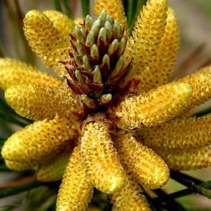 Pine Pollen Song Hua Fen Loose Raw Herb 100g Bulk Botanical Ingredient quality and texture