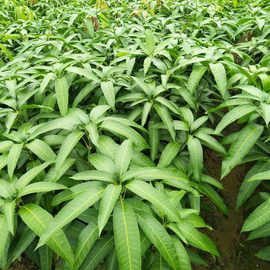 基地供应牛油果种子播种苗 晚熟牛油果苗 四季种植牛油果树苗