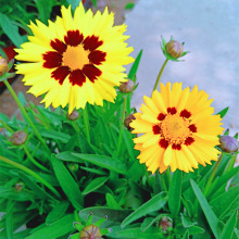 耐热耐干旱金鸡菊 花期长 大花金鸡菊 宿根花卉盆栽 基地量大优惠