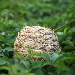 Pet Supplies: Hamster, Gerbil, Rabbit Grass Balls for Play, Chewing, Built-in Bell - Hand-woven Bell Balls