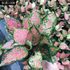 Base directly criticize the indoor desktop ornamental green plants auspicious Ruyi Queen Potted New Year's Flower View Leaf Plant