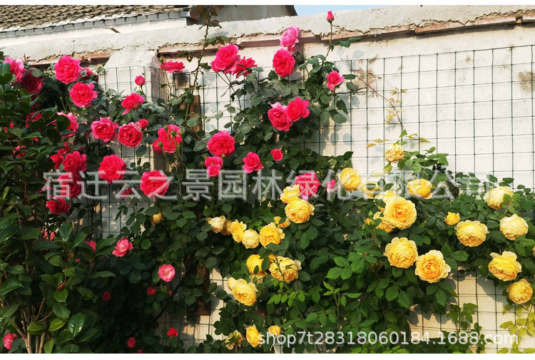 爬藤月季详细20.jpg