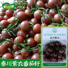 秦川紫衣番茄种子 农田菜园杂交黑粉樱桃番茄小西红柿蔬菜籽批发