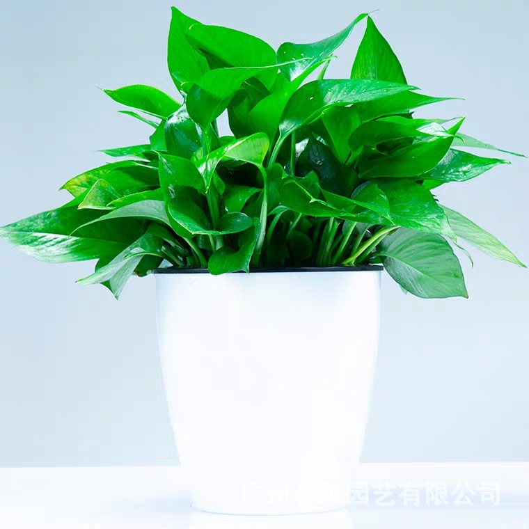 植物墙：城市绿肺的新篇章