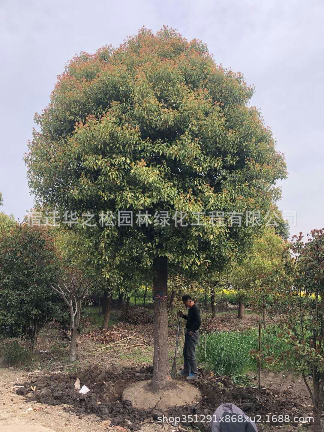 供应优质香樟树 行道树绿化乔木风景区庭荫树 基地供应常绿大香樟