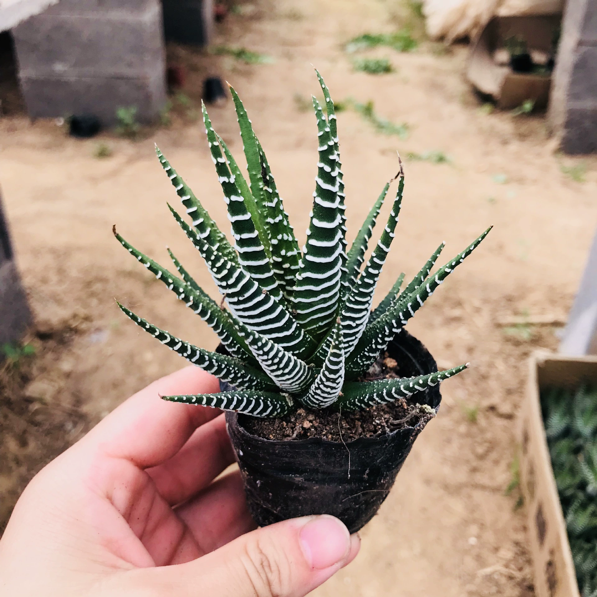 Оптовые суккуленты в горшках полосатые двенадцать рулонов в помещении Настольный антиформальдегид ваш алоэ вера в горшках двенадцать рулонов