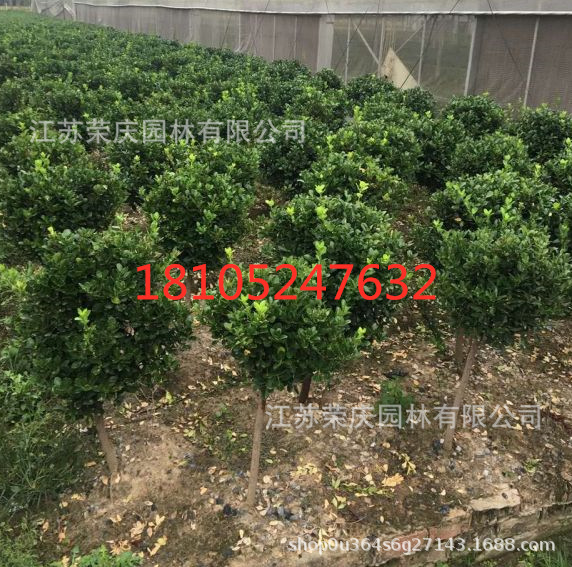 大叶黄杨球2_副本