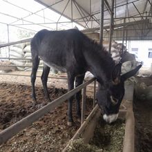 冬天三粉驴吃什么 小肉驴苗哪里有卖的 河北架子驴养殖场