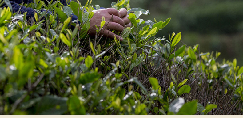 武夷山茶叶批发乌龙茶大红袍正岩肉桂老枞水仙雀舌奇兰散装黄观音详情28