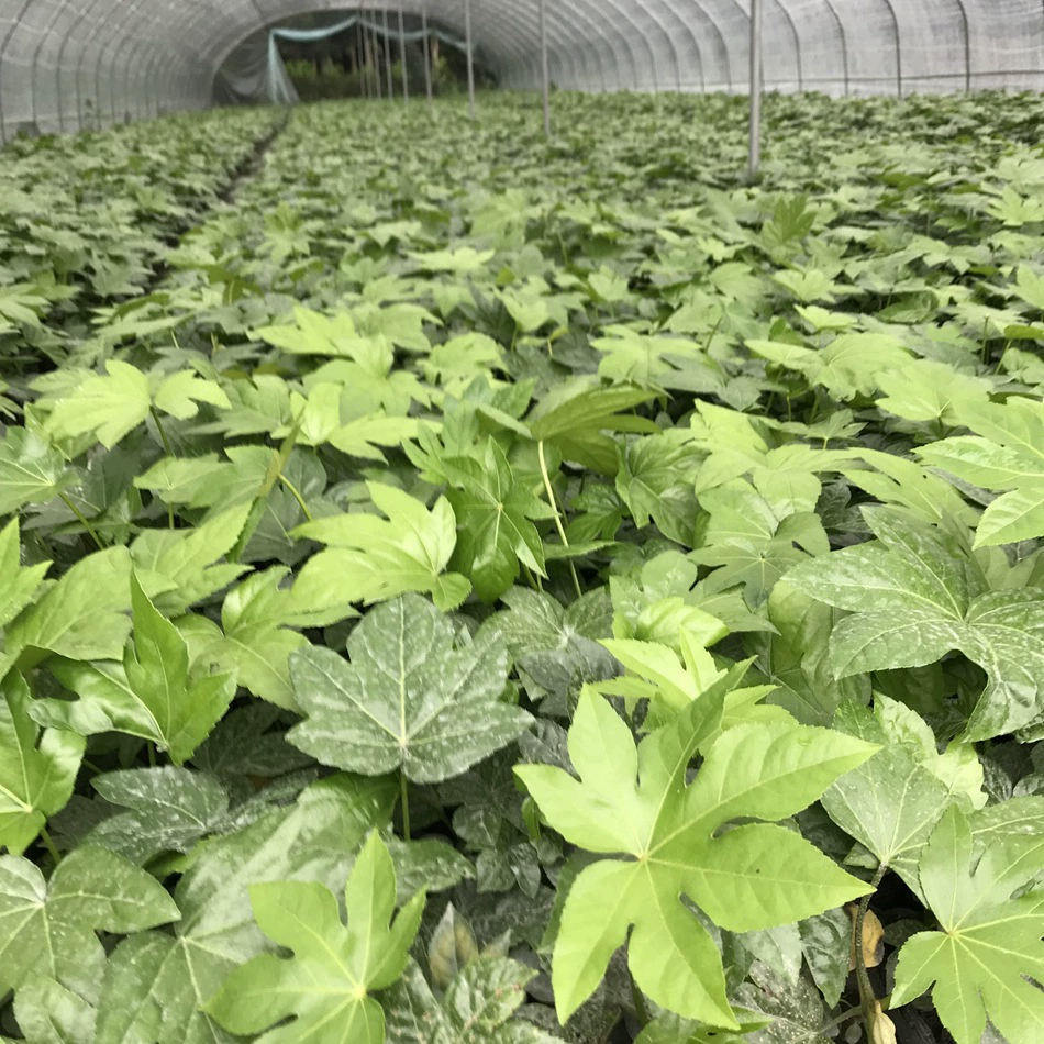 Восьмиугольная Золотая тарелка Cup Рассада Кинг-Конг Составные тенестойкие грунтовые растения Цветы и деревья Садовая инженерия Ландшафтное озеленение Рассада