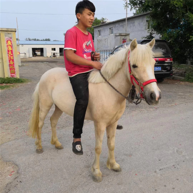 四川攀枝花景区迷你儿童矮马哪里有卖 设特兰矮马价格 附近养马场