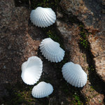 贝壳厂家直销超白扇贝1.5-2.5cm原料批发海螺贝类配件血贝毛贝diy