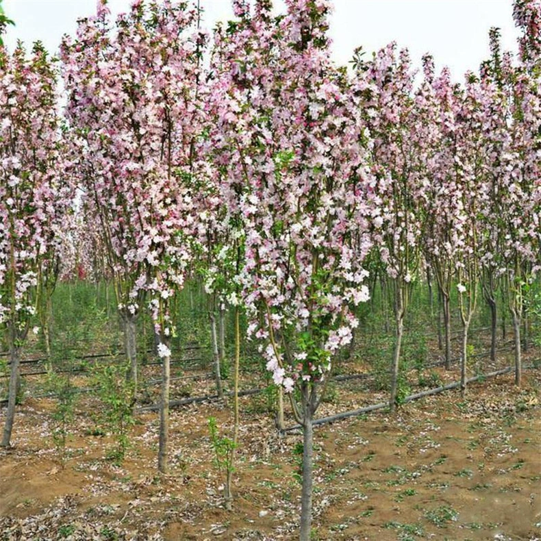 Базовая долгосрочная поставка различных спецификаций проекта Сифу Бегония озеленение саженцев дерева Сифу Бегония