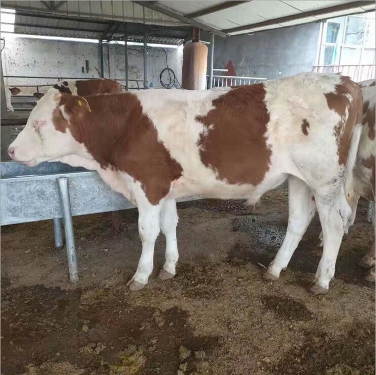 嘉旺 正规养牛基地 肉牛苗图片 肉牛养殖场