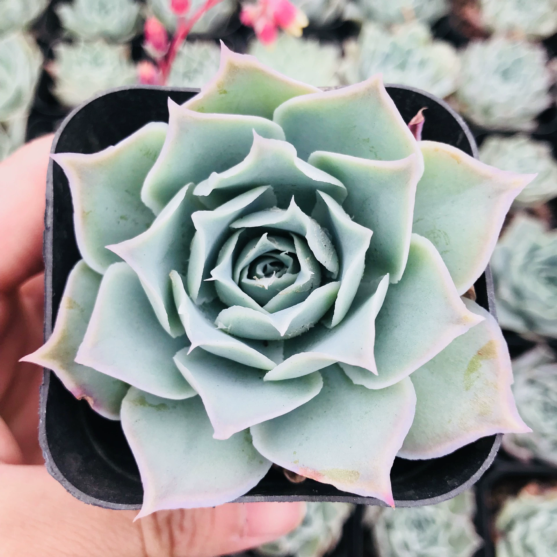 Продажи сочных растений синий бархат комнатный цветок в горшке комбинация Проращивание мяса поглощение формальдегида интересное растение синий бархат