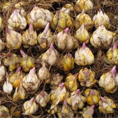 wholesale Lily bulbs Watch seed Potted plant Netherlands Imported perfumes Lily bulbs Large concessions