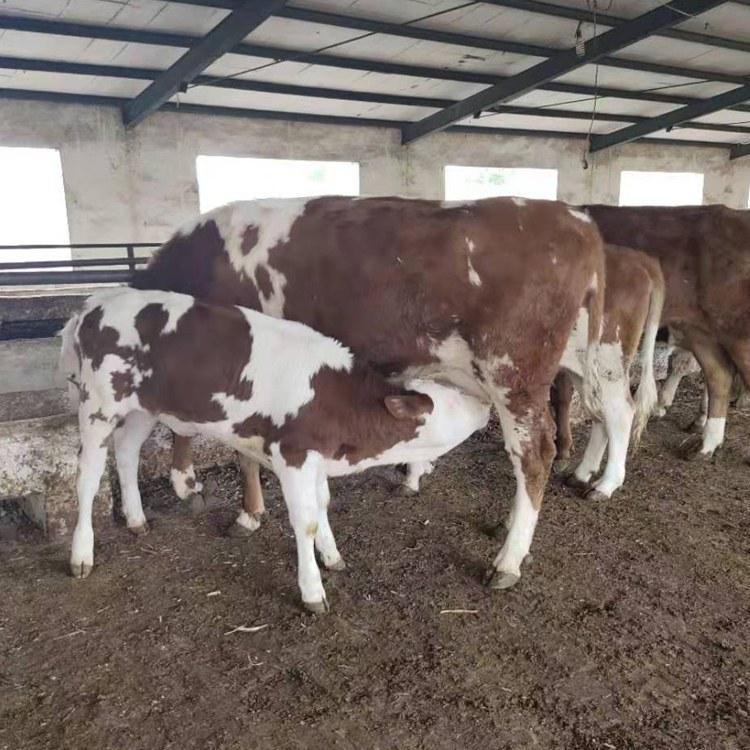 大二岁保踹 怀孕6个月左右母牛 体重1000多斤 改良肉牛犊活牛出售