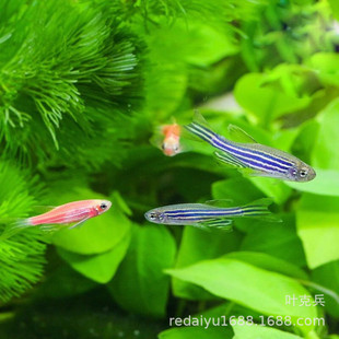 �Ꭷ�~�^�p�~���l�ݸ��~��t���R���{���R ���R�~