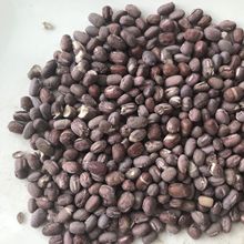 加工定制凍干紅豆可即食用於燕麥營養棒巧克力糖果沖飲FD紅豆粒
