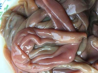 wholesale Cheap Aquatic Freezing Sea Worm machining Sea Worm Freezing Seafood