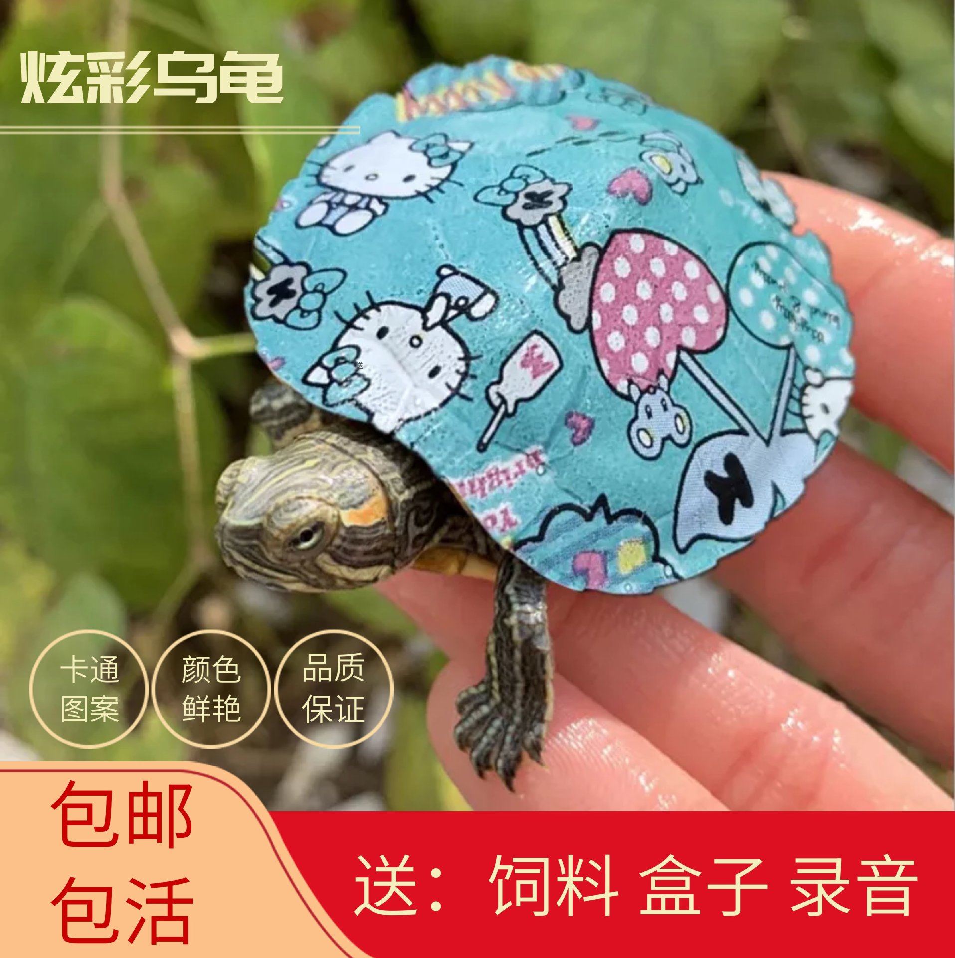 Pets living thing Red-eared Colorful Little Turtle Colorful Little Turtle Turtle Watch Stall Source of goods Manufactor wholesale