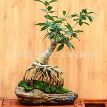 刺桂 刺桂品牌 图片 价格 刺桂批发 阿里巴巴