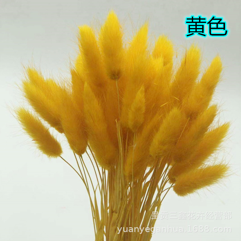 兎尾草黄色.jpg