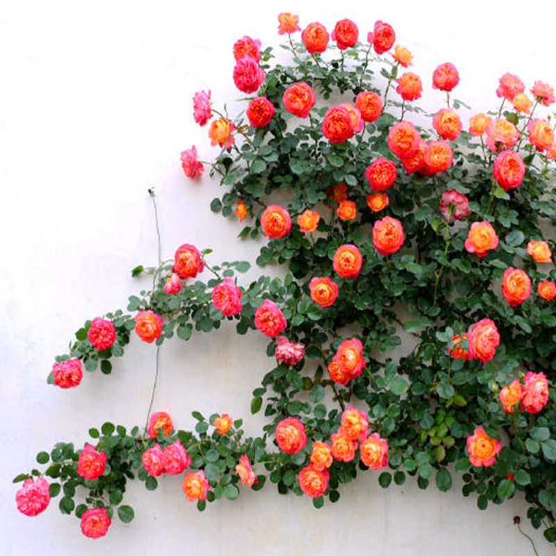 藤寶貝月季苗 雙色藤本月季苗 四川月季花苗