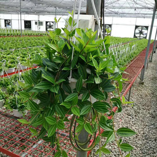 Base Direct Sales A180 Diamond Jade Indoor Potted Florals Hanging Plants Wheel Leaf Pepper