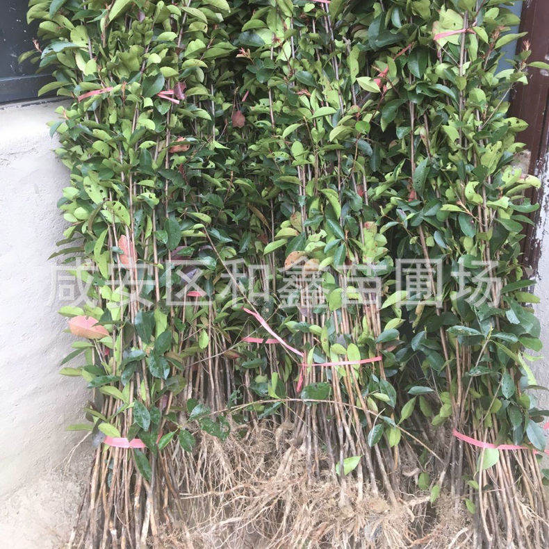 長期供應 紅葉石楠樹苗 紅葉石楠杯苗  紅葉石楠 價格優惠