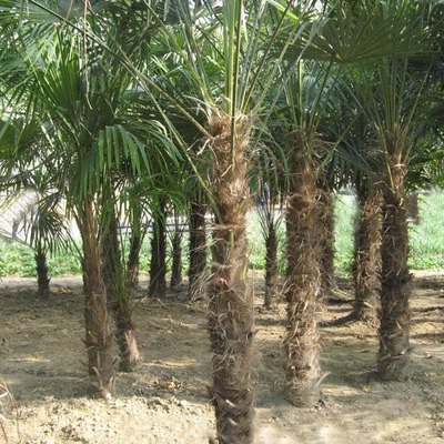 棕榈树 老人葵 箬棕 毛棕 中华棕榈 风景树热带树 常绿行道树景观|ru