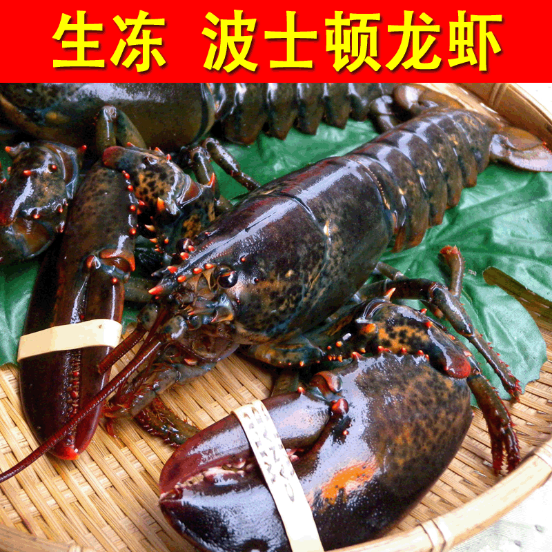 Primary sources Day barbecue feed Fresh meat[Deep Sea Wild]Boston Lobster Frozen raw Wave Dragon