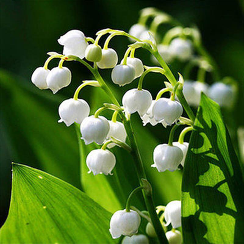 批发铃兰花苗 四季花卉铃兰种根当年开花多年生铃兰种球 量大价优|ru