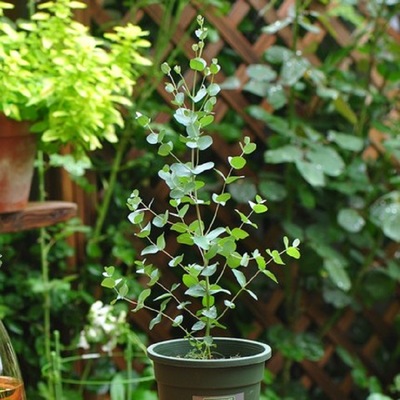 煜伶 ins网红尤加利盆栽植物桉树苗银水滴心叶圆叶多花桉净化空气|ms