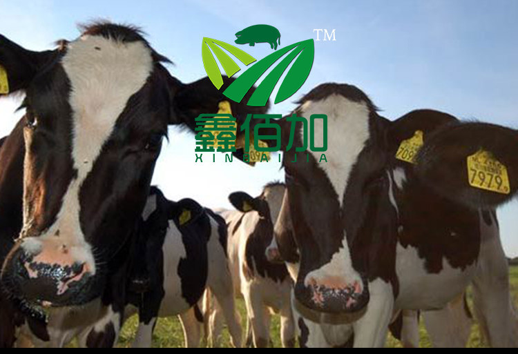 牛耳标BB详情页 (1).jpg