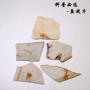 魚標本圖片 海量高清魚標本圖片大全 阿里巴巴