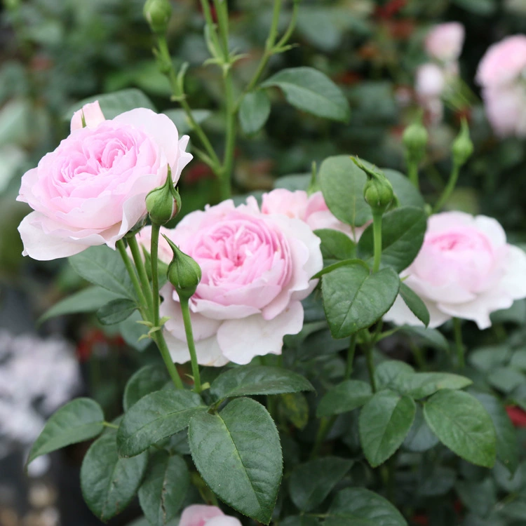 Оптовая Японский Большой Куст Срезанный Цветок Роза Саженцы Мое Сердце Розовый Сад Балкон Горшечные Цветы Просмотр Цветов