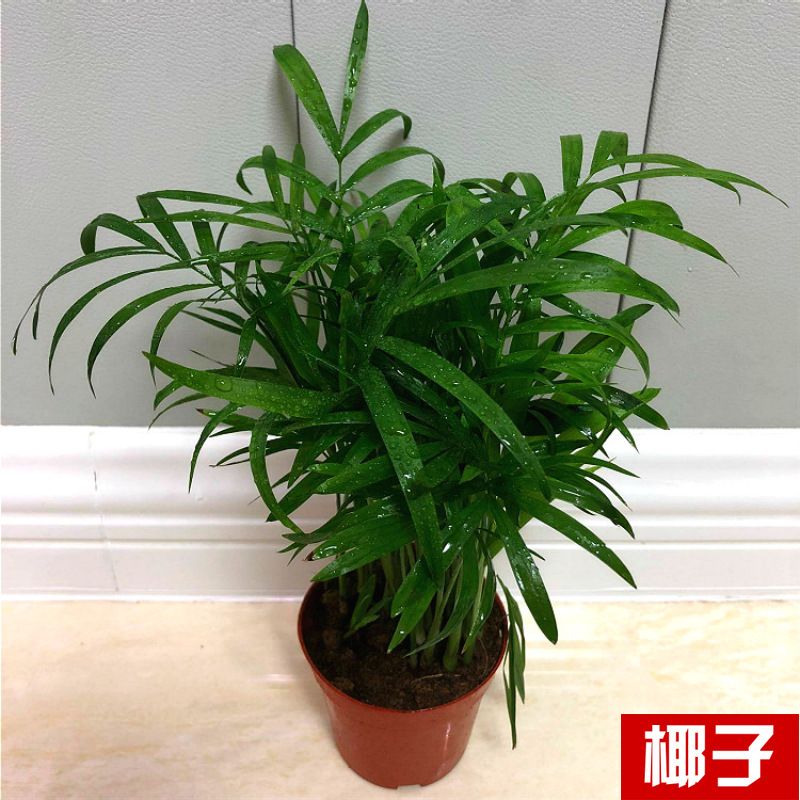 Planta verde de escritorio mayorista flor de oficina flor de rosa verde árbol rico base de plantas de maceta interior suministro image 26