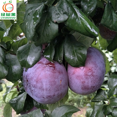 绿树果陕西黑布林新鲜水果脆李子时令黑宝石李子预售接单7.1发货|ru