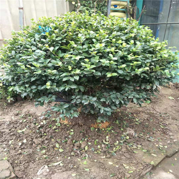 微信图片_20190924000954