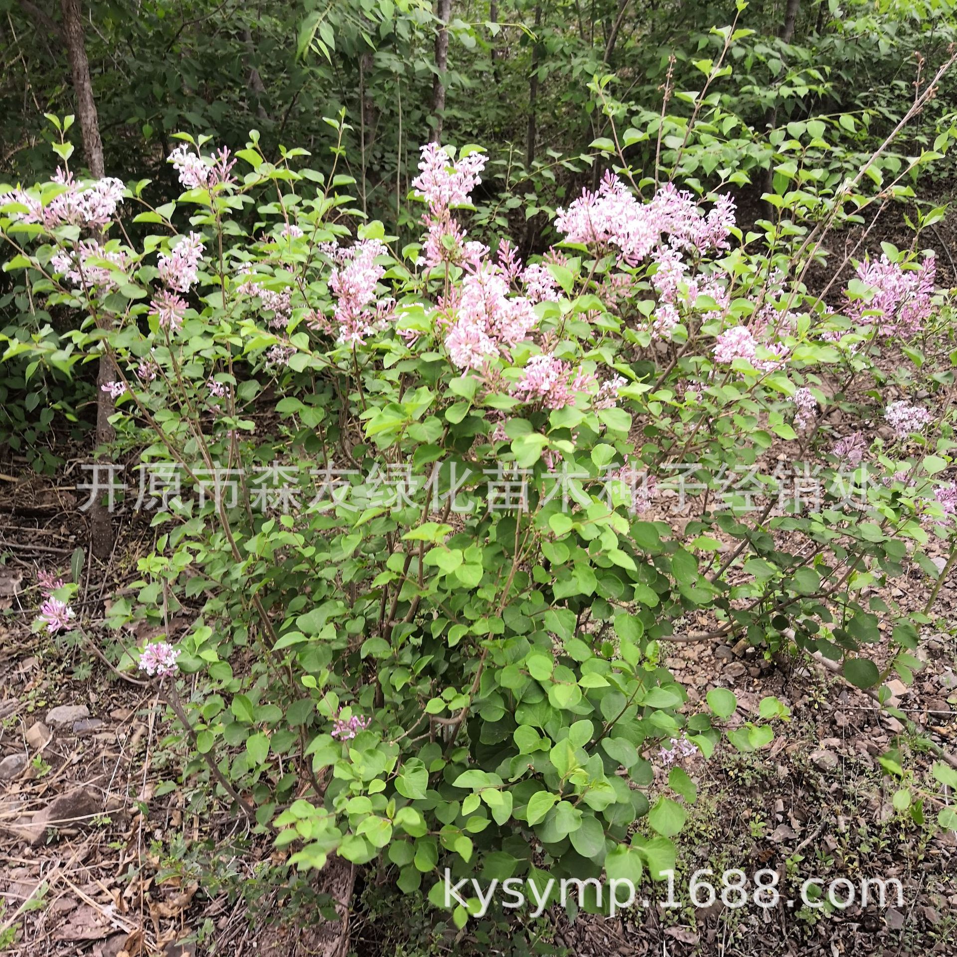 ΢��ͼƬ_201903102130262