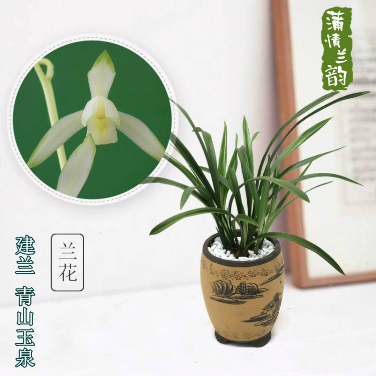 Орхидея лето и осень с бутоном Jianlan Four Seasons Орхидея Зеленая Гора Юцюань Зеленое растение Маленький цветок в горшке Офисный чайный стол