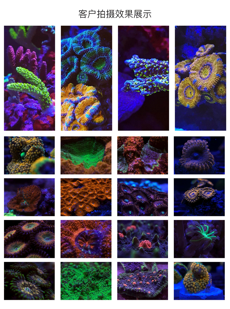 海缸珊瑚增色滤镜_04