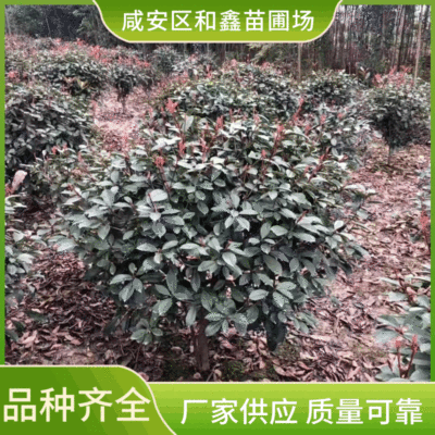 园林绿化灌木红叶石楠树高杆四季常青红叶石楠球色块绿化规格齐全