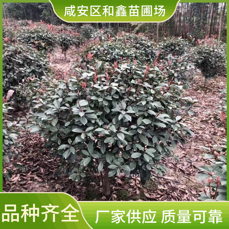 园林绿化灌木红叶石楠树高杆四季常青红叶石楠球色块绿化规格齐全