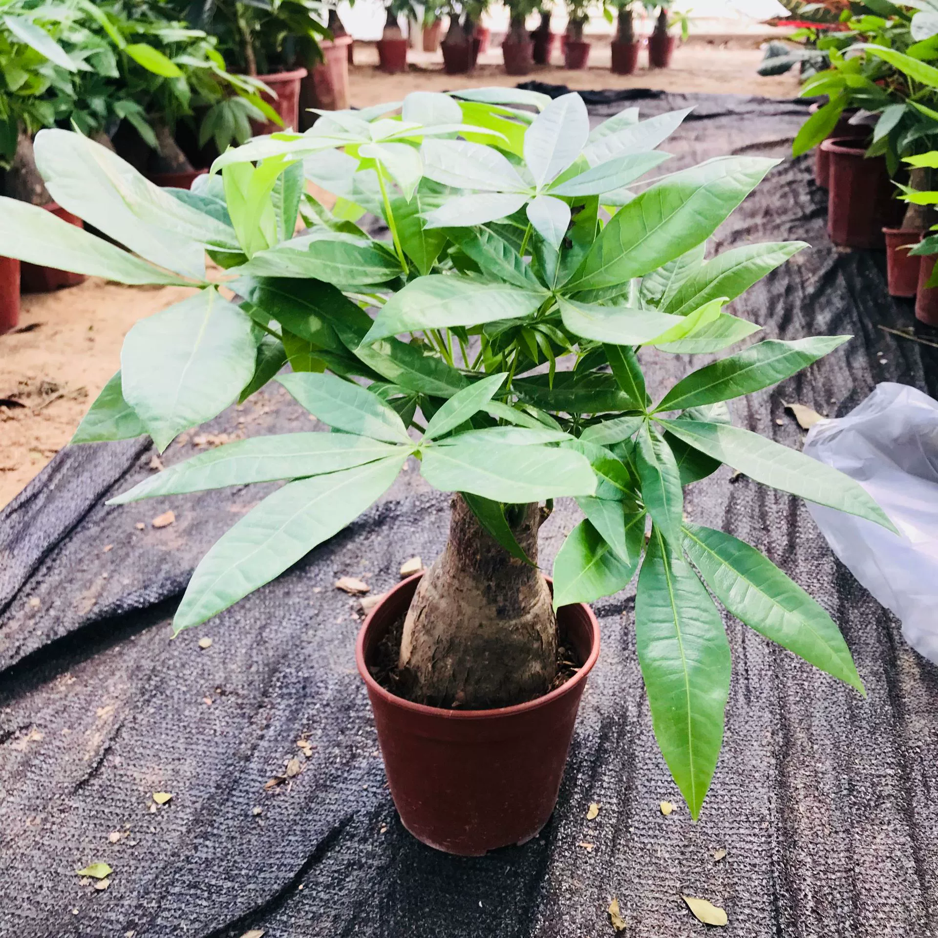 Комнатные растения в горшке Fortune Tree Room Офисный Рабочий стол Горшечные растения Зеленые растения Вечнозеленое Однополюсное дерево Фортуны