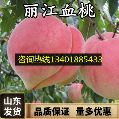 grafting Peach seedlings Lijiang Snow Peach Sapling Orthodox school Lijiang Snow Peach Yunnan Dong Tao Guomiao