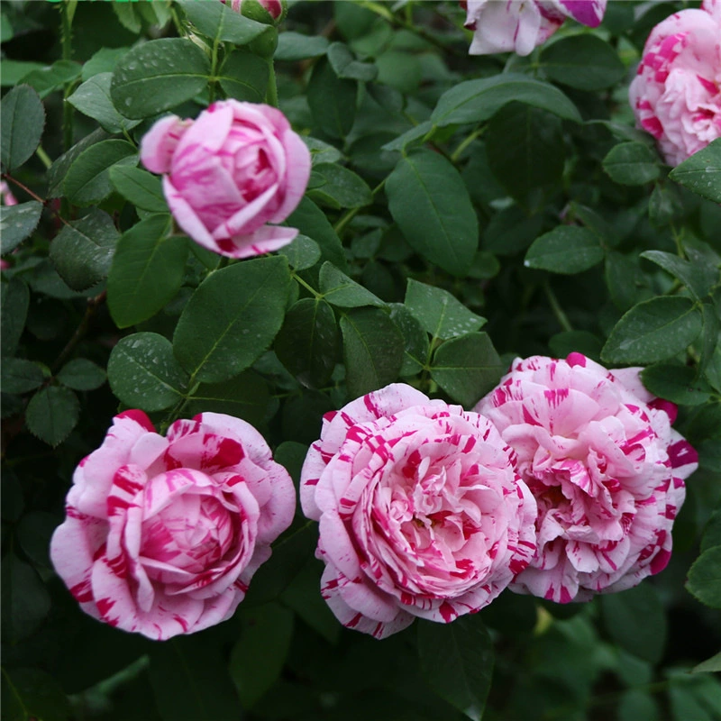 Ароматная лоза Полосатая китайская Роза Саженцы Царапины Красота Восхождение Виноградная лоза Быстрый двор Восхождение Цветок для просмотра Цветок розы Горшечное растение