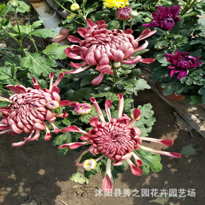 wholesale Perennial Flowers Potted plant Chrysanthemum seedlings Red Hydrangea Chrysanthemum seedlings Seedlings Ship with bud